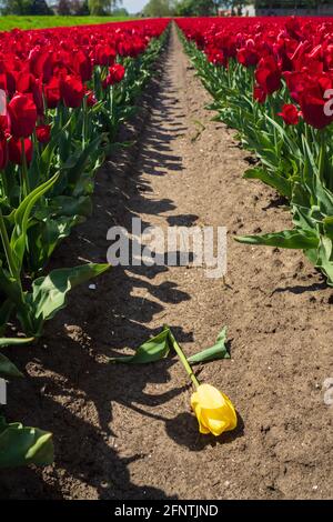 Tulipano giallo circondato da tulipani rossi - essere diverso Foto Stock