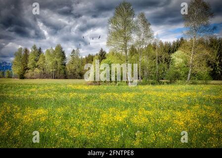 DE - BAVIERA: Primavera nel Moor Loisach vicino a Benediktbeuern (HDR-Fotografia) Foto Stock