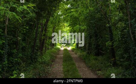 Strada sterrata attraverso la foresta verde, alberi e foglie nel nord Italia Foto Stock