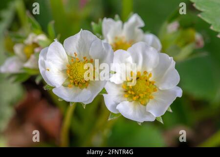 Macro fotografia di fiori di fragola in fiore. Foto Stock
