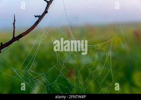 Bella foto di cobweb con gocce di rugiada in un'ora di mattina presto durante l'alba. Ragnatela con gocce d'acqua. Foto Stock