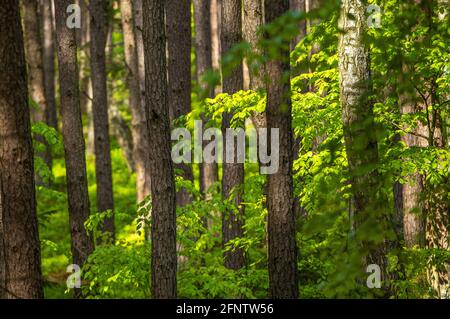 Splendida foresta verde in primavera, faggeta e abeti, foresta mista, Baviera Germania Foto Stock