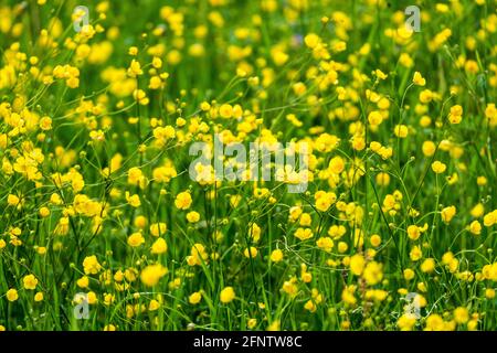 uno splendido prato e pascoli di mucca in primavera nella riserva naturale piena di paludi, di dimensioni complete Foto Stock