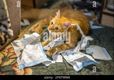 Cat ha strappato su carte importanti ed ha fatto un caos sul pavimento. Primo piano vista di un gatto zenzero che gioca con un mucchio di fogli strappati del giornale su un tappeto Foto Stock