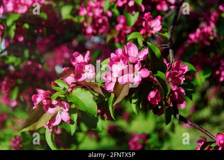 Albero di mela rosa in fiore. Malus ornamentale o mela granchio in fiore. Sfondo della molla. Tempo di fioritura Foto Stock
