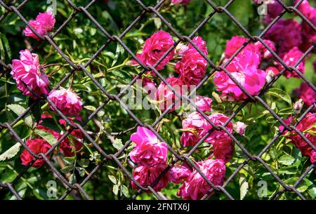 Bush od rose rosse fiori su sfondo blu cielo. Fiore rose cespuglio primo piano. Foto Stock