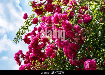 Bush od rose rosse fiori su sfondo blu cielo. Fiore rose cespuglio primo piano. Foto Stock