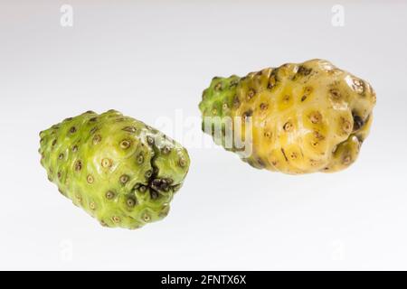 Morinda citrifolia - Noni frutto con molte proprietà medicinali; Foto su sfondo bianco. Foto Stock