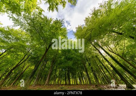 Vista a basso angolo della faggeta in primavera Foto Stock