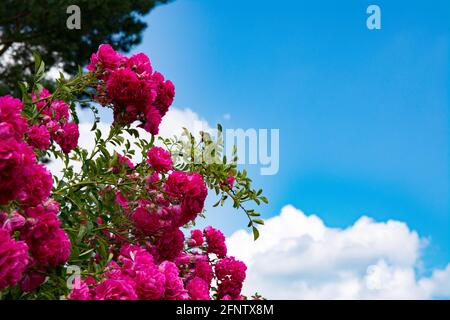 Bush od rose rosse fiori su sfondo blu cielo. Fiore rose cespuglio primo piano. Foto Stock