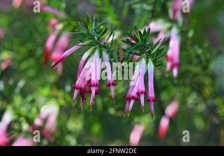 Fiori tubolari a forma di campana della nativa australiana cinque angoli rossi, Styphelia tuberiflora, dalla famiglia di guarigacee Epacridaceae. Endemico a foresta secca Foto Stock