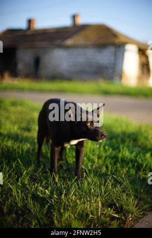 Cane nero vagato che cammina sull'erba nella strada primaverile. Foto Stock