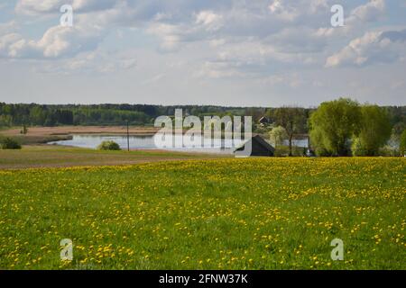 Campo di dente di leone giallo in una zona rurale con un lago e un capannone di legno sotto un cielo blu nuvoloso. Foto Stock