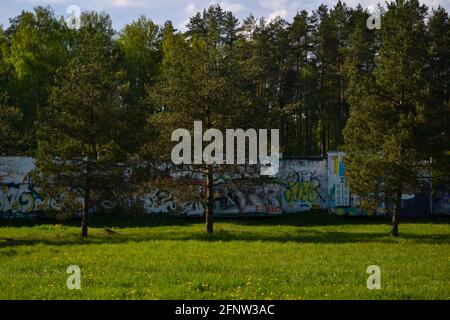 Verde foglia fioritura alberi su un muro di cemento contrassegnato con graffiti Foto Stock