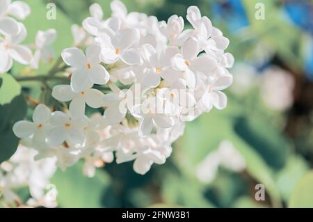 Fiori lilla, sfondo fiore primavera. Fuoco selettivo ai fiori centrali Foto Stock