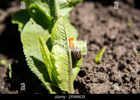 Il baco di patata depone le uova sulla foglia verde. Insetti pesti. Immagine ravvicinata del coleottero Colorado. Foto Stock