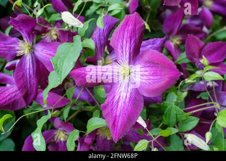 Clematis Jackmanii Purpurea' conosciuto anche come Clematis 'Jackmanii Zojapur'. Fiori viola. Foto Stock