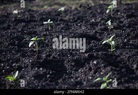 Giovani piante di girasole coltivate in casa piantine (Helianthus Annuus) appena piantate all'esterno. Concetto di natura, nurturing, allevare, curare, primavera Foto Stock