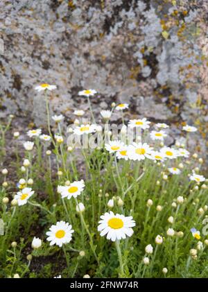 Bella daisy fiori che crescono vicino ad una pietra selvaggia. Camomilla campo in fiore. Foto Stock