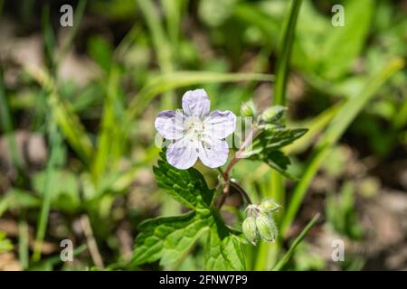 Wild Geranium Flower in primavera Foto Stock