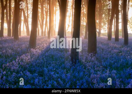 Bluebells in boschi a Badbury Clump, Oxfordshire Foto Stock