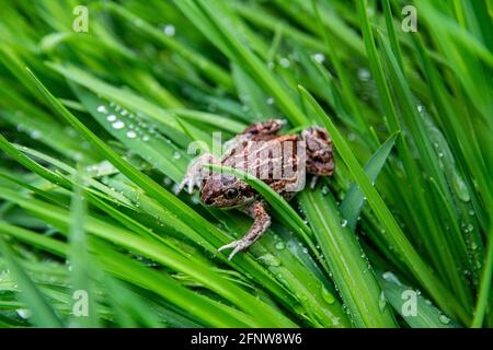 La rana marrone comune europea si siede in erba verde dopo la pioggia. Rana temporaria primo piano immagine. Foto Stock