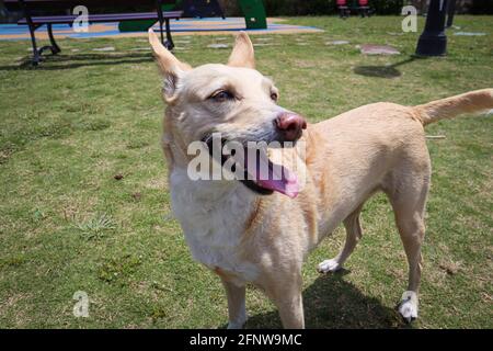 Cane podenco hound felice nel parco Foto Stock