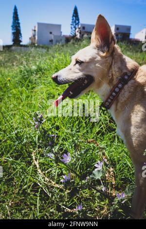 Cane podenco guardando Doghound cacciatore cane felice Foto Stock
