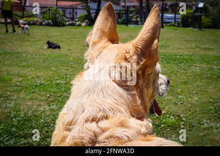 Hunter cane Happy podenco Hound Foto Stock