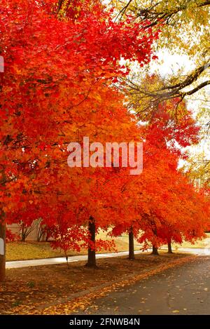 Brillante arancione e giallo Autum parte su una strada Bouleved Foto Stock