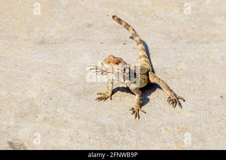 agama caucasica (Paralaudakia caucasia) Specie di lucertola di agamid nativo ai baschi del Caucaso nel sole seduto su una roccia nell'antica città Uplistsikh Foto Stock