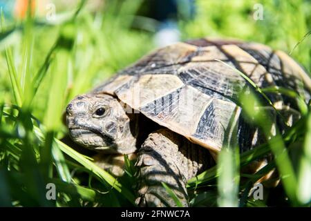 La tartaruga di terra si siede nell'erba e crogiolarsi al sole. Una tartaruga selvaggia cammina nei boschetti. Foto Stock