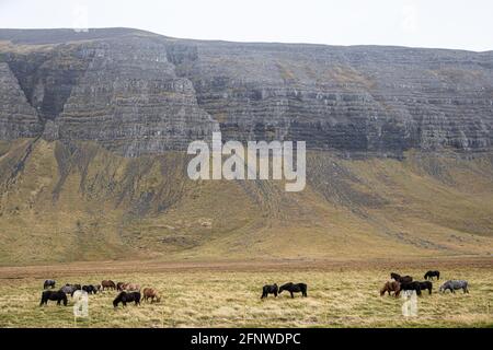 Cavalli islandesi, Islanda Foto Stock