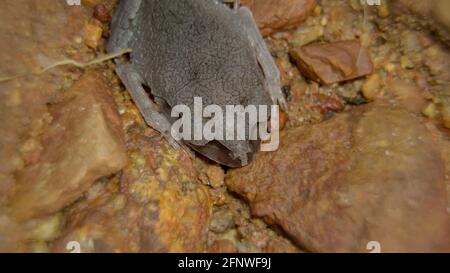 Rana di figliata macchiata (Leptobrachium hendricksoni) (rana rossa degli occhi) nella notte della foresta pluviale, Gunung Lambak, Kluang, Malesia Foto Stock