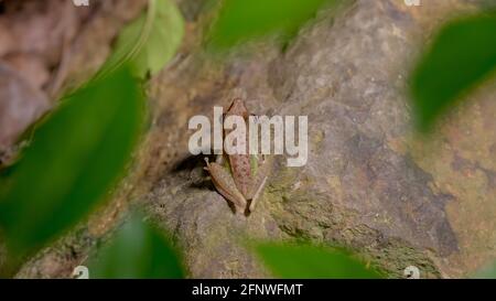 Primo piano su una rana bianca dal sud-est asiatico, una rana malese dal labbro bianco (genere Chalcorana o Chalcorana libialis) che si erge su pietra rocciosa nella foresta pluviale