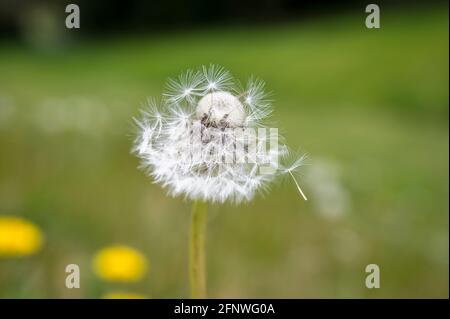 Primo piano di una testa di fiore di dente di leone con i suoi semi pronto a soffiare nel vento Foto Stock