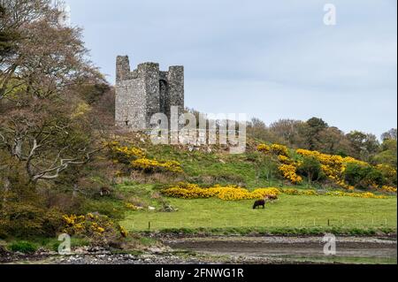 Le rovine del castello Audleys nella contea in basso Irlanda del Nord Foto Stock
