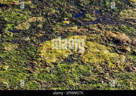 Canale artificiale d'acqua tempesta pieno di fauna selvatica e giallo la crescita eccessiva delle alghe verdi fiorisce causando fumi tossici e un ambiente Pericolo per Florida fi Foto Stock