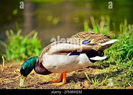 Anatre d'alimentazione Foto Stock