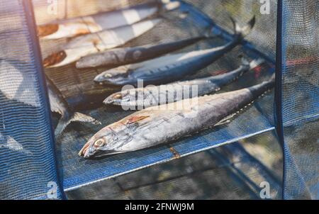 Pesce salato essiccato al sole asciugando sulla rete blu stile asiatico. Foto Stock