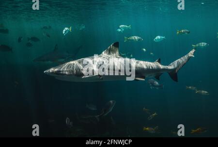 Scogliere di blacktip squalo nuotare in acque profonde e verde scuro con luce del sole. Foto Stock