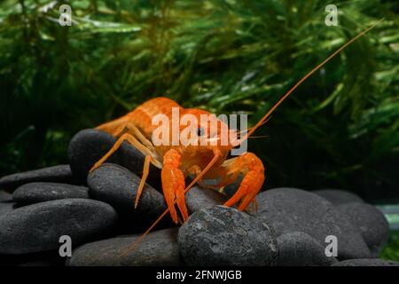 vivete il gamberetto d'arancia con la roccia e l'acqua infestata in acqua limpida. Foto Stock