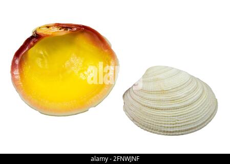 Lucina tigre del Pacifico (Codakia tigerina), vongole tropicali d'acqua salata, molluschi bivalvi marini nativi dell'Oceano Indo-Pacifico su sfondo bianco Foto Stock