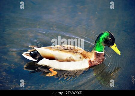 Anatra nuoto nel fiume Foto Stock