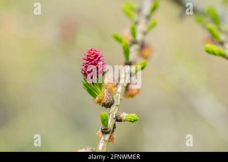 Cono rosso fiore di larice europeo (Larix decidua) su un ramo con aghi verdi freschi a molla Foto Stock