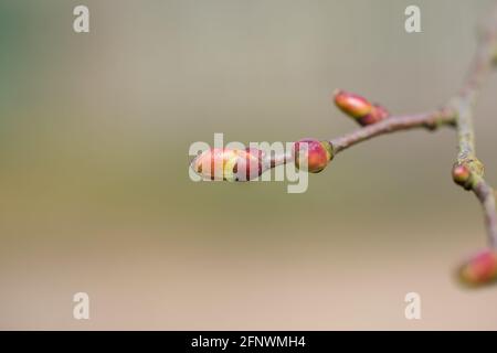 Germoglio a molla di tiglio o tiglio a foglia piccola (Tilia cordata) Foto Stock