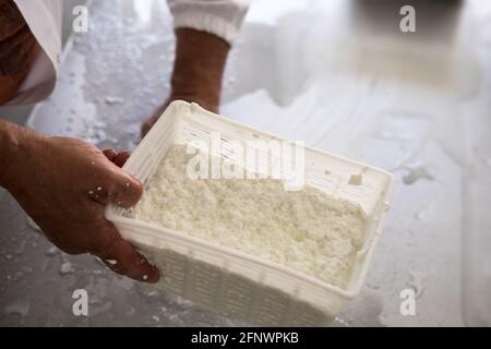 L'uomo mostra la ricotta appena fatta in un rettangolo Contenitore su tavola in acciaio inox in Italia Foto Stock