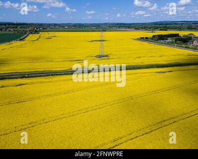 Campi di colza di Burtonwood Foto Stock