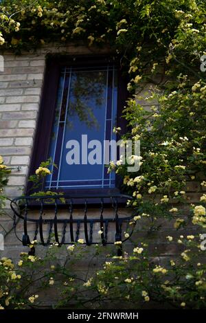 Rosa Banksiae Lutea (rosa delle Banche Gialle) intorno a una finestra Foto Stock