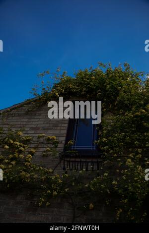 Rosa Banksiae Lutea (rosa delle Banche Gialle) intorno a una finestra Foto Stock